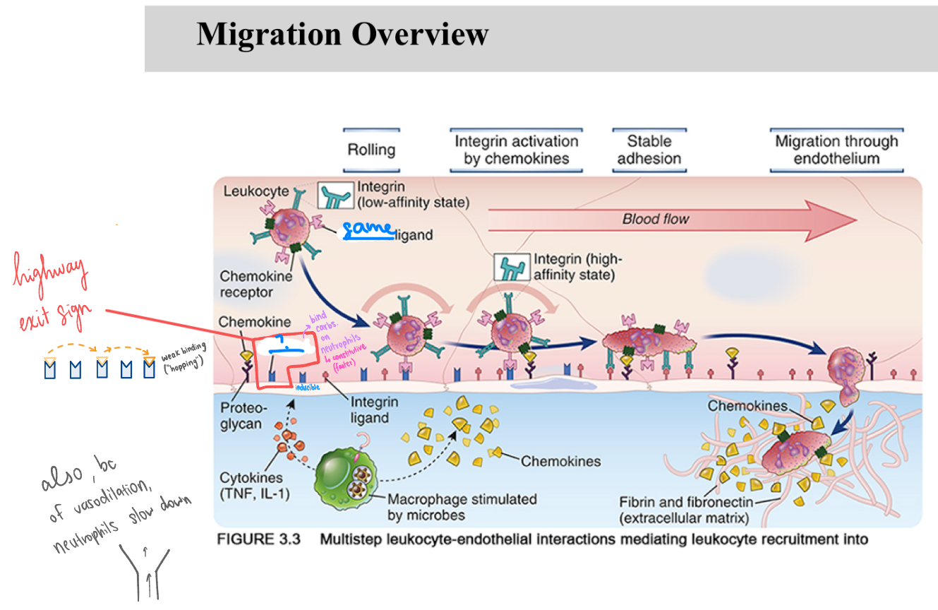 <p>_ are critical adhesion molecules that initiate the immune response by mediating the initial "hopping" of leukocytes along the vascular endothelium.</p><p>(image fill in blank)</p>