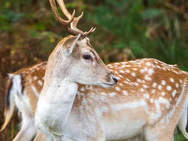 <p>Deer</p>