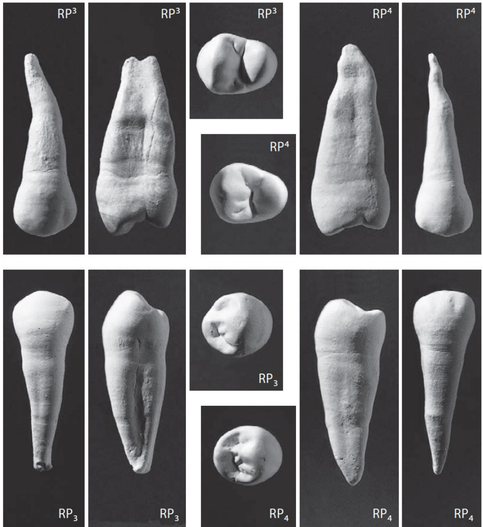 <p>Humans have 2 in each quadrant. ­Bicuspids. A tooth has: ­1 (mandibular) or 2 (maxillary) roots, ­Two cusps on crown. </p>