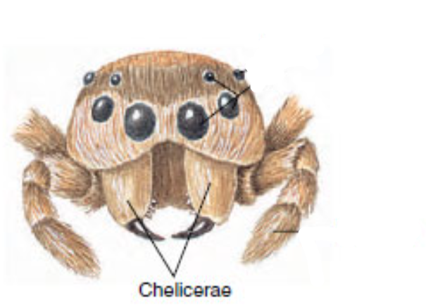 <p>chelicera </p>