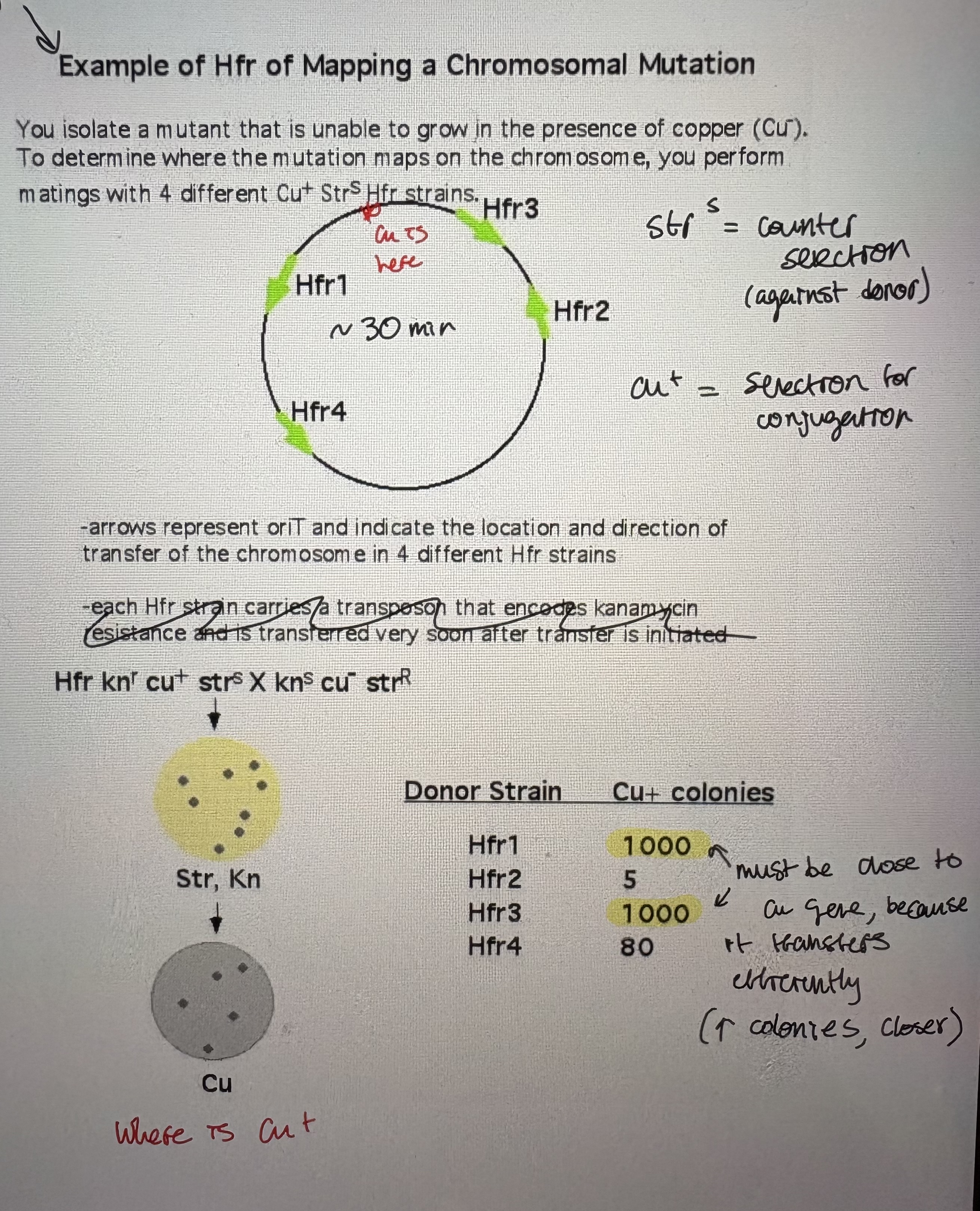 <p>Hfr mapping </p>