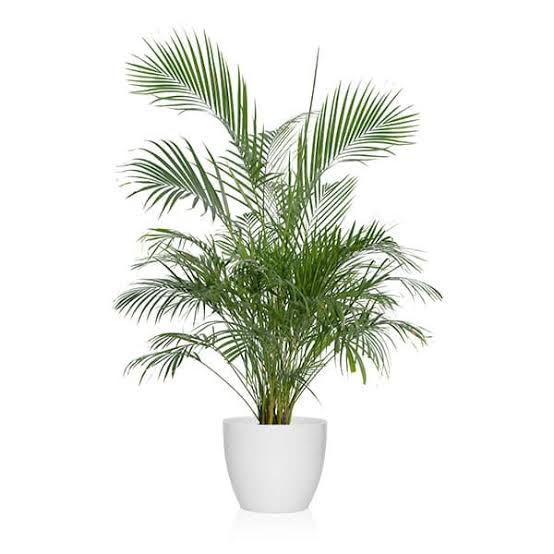 <p>Planta</p>