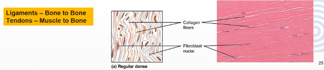 <p>Fibres are parallel to each other, enhances tensile strength in the fibre direction</p><p>Makes up ligaments and tendons</p><p>Also contains elastin fibres so ligaments return to original length after stretching</p><p></p>
