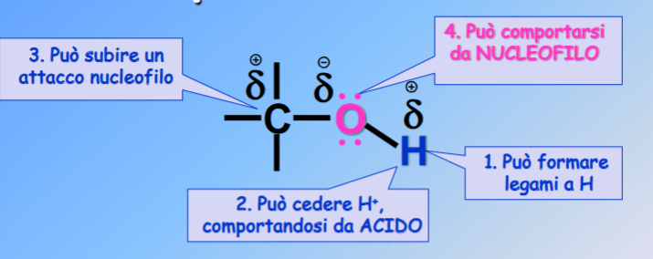 <ul><li><p>Sono solubili in acuqa (-OH è polare e instaura legami a idrogeno con molecole d’acqua, la catena alifatica però è insolubile, perciò il più lunga è il più diminuisce la solubilità (oltre la catena di 6 atomi di carbonio la solubilità è praticamente nulla))</p></li><li><p>Sono acidi molto deboli (In assenza di gruppi elettron-attrattori (che ne aumentano l’acidità) e di gruppi elettron-repulsori (che ne diminuiscono l’acidità) i valori di Ka sono intorno a 10<sup>-16</sup>)</p></li><li><p>Sono dei buoni nucleofili (perché I dopietti di elettroni solitari presenti sull’ossigeno attacano i carboni con carica positiva legati all’ossigneo (C=O). Quindi possono fare reazioni di addizione nucleofila con composti cabonilici e formare emiacetali e acetali, o sostituzione nucleofila acilica e formare degli Esteri)</p></li></ul><p></p>
