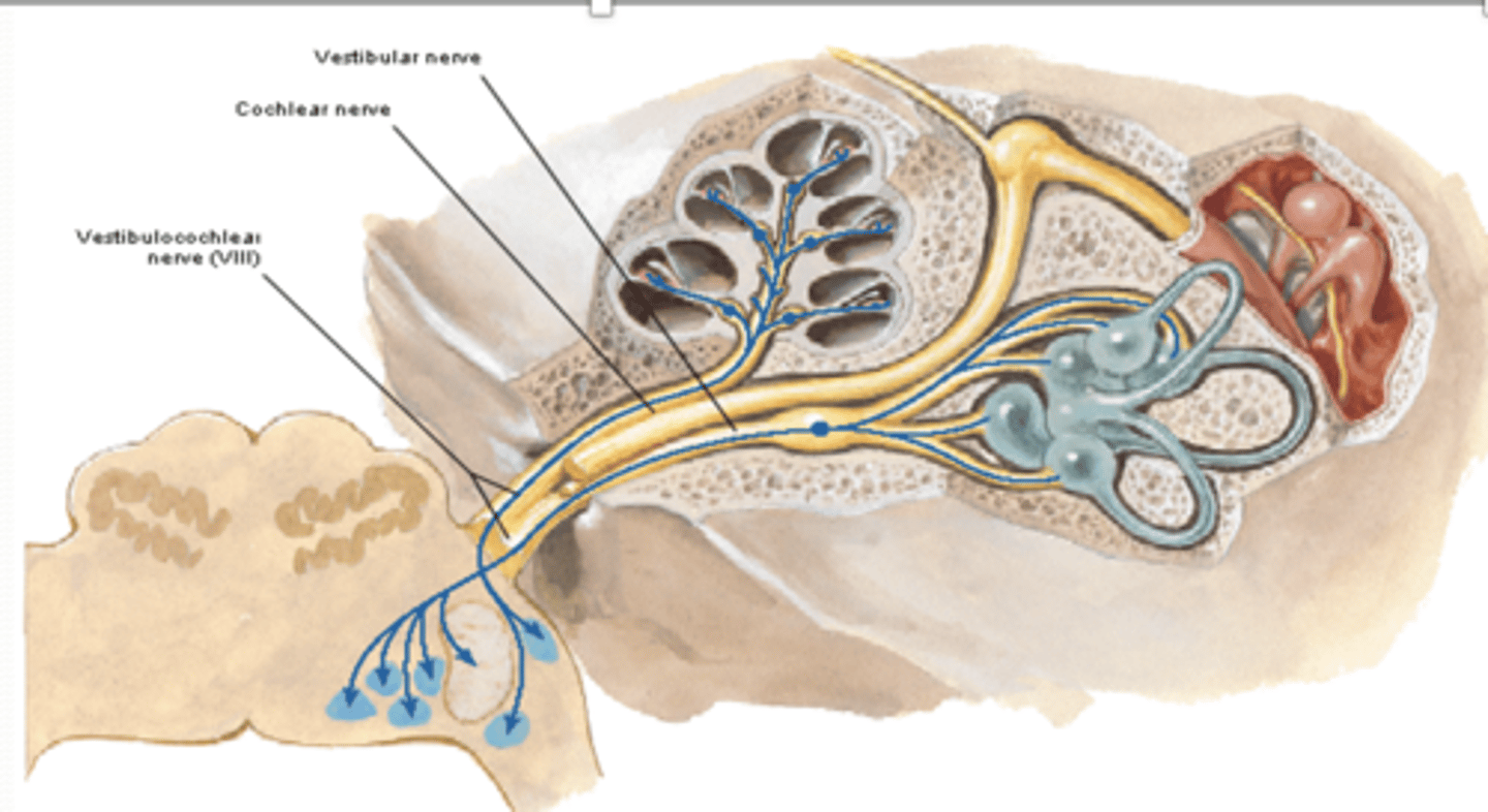 <p>What are the two divisions of CN VIII what are they for?</p>