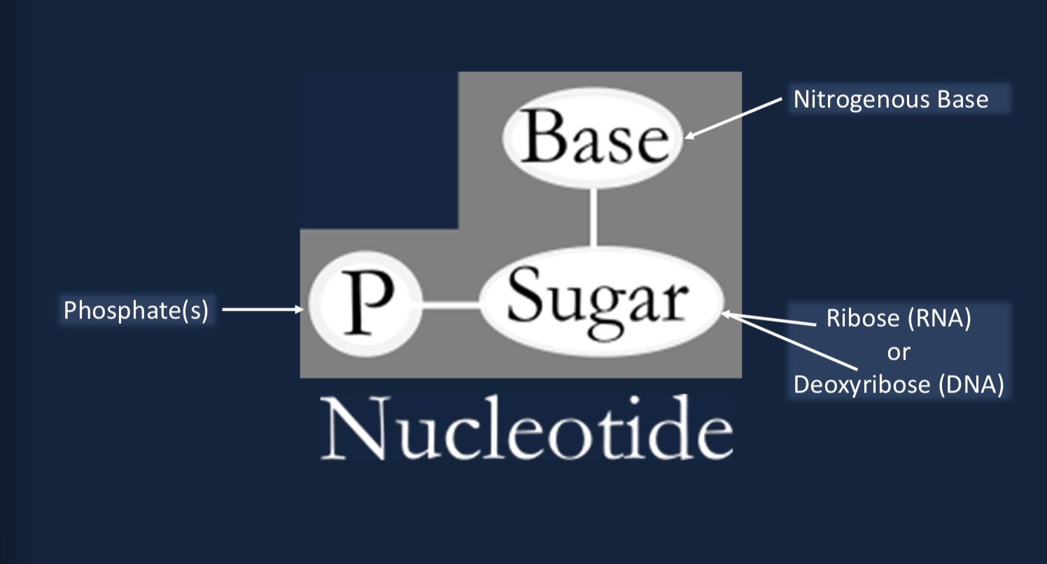 <p>Nucleotides </p><p>phosphate, nitrogenous base, and sugar-ribose for RNA or deoxyribose for DNA </p>