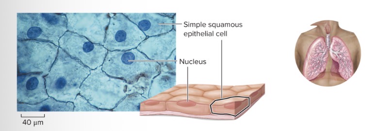 <p>Characteristic Feature: epithelial cells; single cell layer</p><p>Cell Shape/Characteristics: irregular and flattened; minimum barrier to diffusion</p><p>Function: cells form layer across which diffusion can readily occur</p><p>Location: line the alveoli of the lungs, capillary walls, the filtration system of the kidneys, and major cavities of the body</p><p>*Relatively inactive and are associated with the sites of passive movement of water, electrolytes, and other substances</p>