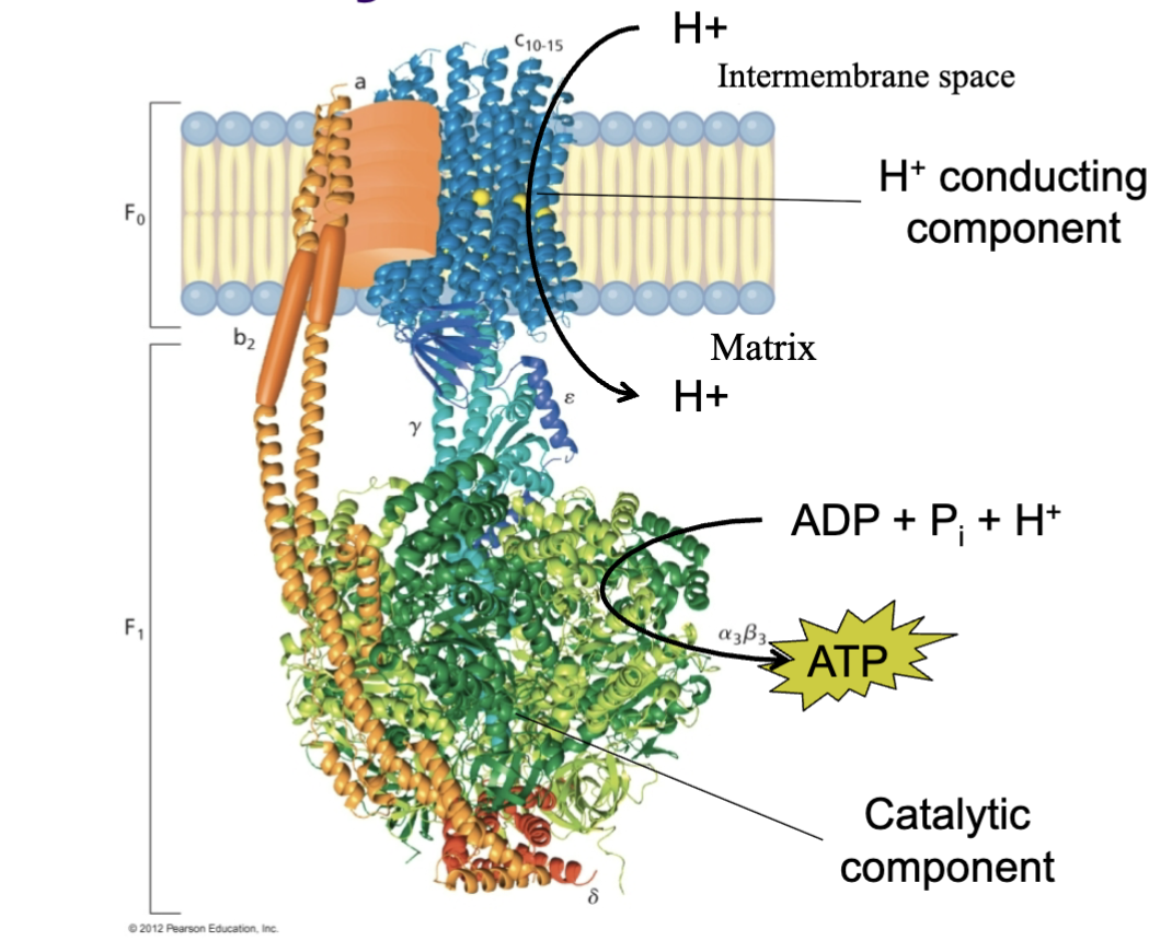 <p>Protons first enter the transmembrane domain (F<sub>0</sub>) of ATP synthase, diffusing into the matrix down their concentration gradient. This releases energy that allows F<sub>1</sub> to undergo a conformational change, catalyzing the synthesis of ATP from ADP, an inorganic phosphate, and protons. Approximately 3 H+ are needed per ATP synthesized via ATP synthase.</p>