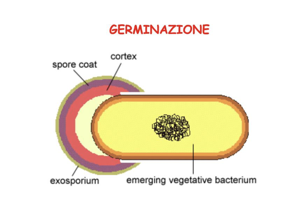 <p>E’ il processo inverso, cioè da una spora si forma una nuova cellula vegetativa:</p><ul><li><p>Avviene solo in condizioni favorevoli, in particolare quando sono disponibili sostanze nutritive</p></li><li><p>Spesso necessaria una fase di attivazione:</p><ul><li><p>in laboratorio esponendo la spora a 65-80°C per alcuni minuti</p></li><li><p>in natura con l’invecchiamento della spora</p></li></ul></li><li><p>Questa attivazione consiste in un danno che aumenta la permeabilità degli involucri della spora, che permette l’avvio degli scambi metabolici con l’ambiente</p></li><li><p>Tutto il processo dura circa 1-2 ore</p></li><li><p>Fasi:</p><ul><li><p>Formazione di una parete cellulare completa, seguita dalla fuoriuscita della cellula vegetativa dagli involucri alterati</p></li><li><p>Si avrà l’eliminazione dell’acido dipicolinico e rilascio di grandi quantità di calcio</p></li><li><p>Ricompare la termosensibilità e sintesi macromolecolare</p></li></ul></li><li><p>La cellula vegetativa neoformata può riprendere il ciclo di sporificazione o entrare in fase logaritmica di crescita</p></li></ul><p></p>