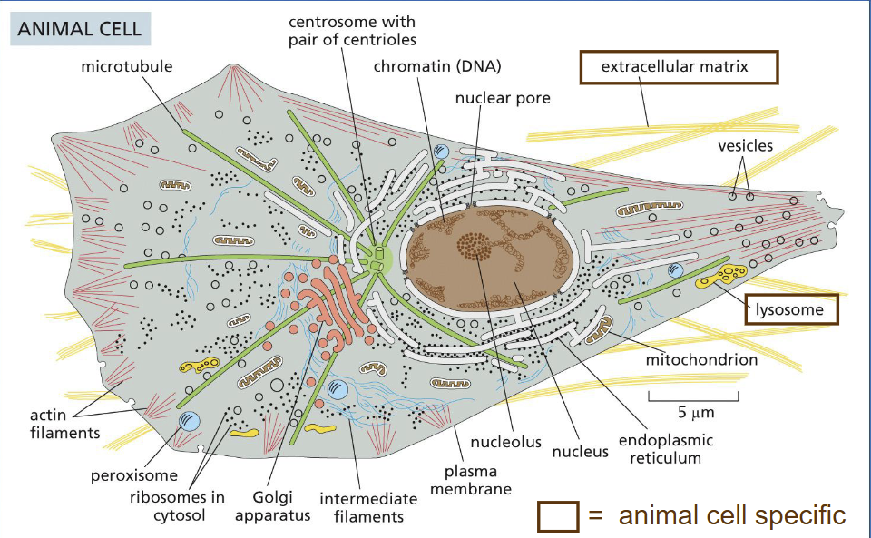 <p>lysosome</p>