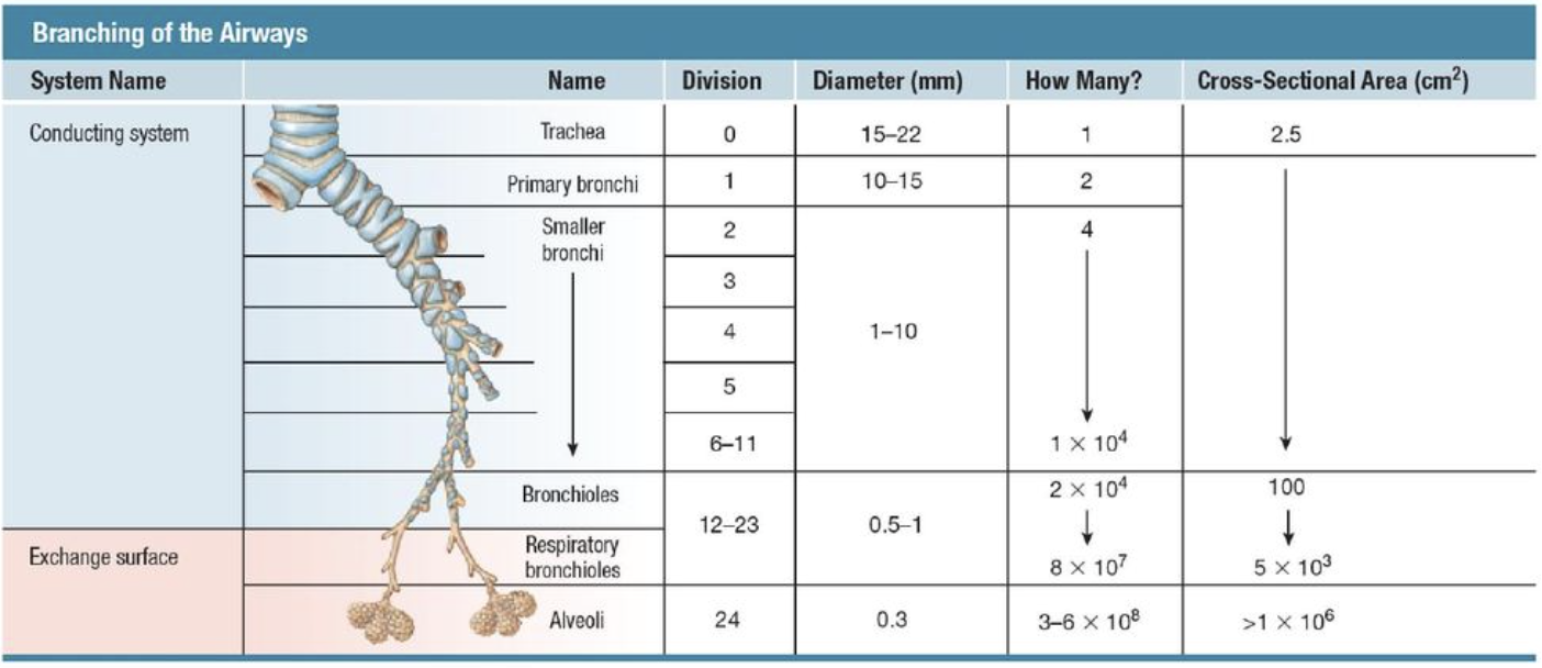 <p><strong>As airways branch:</strong></p><ul><li><p>individual airway diameter decreases, then plateaus</p></li><li><p>airway numbers increase exponentially </p></li><li><p>cross-sectional area near alveoli increases greatly </p></li></ul><p><strong>This matters because gas exchange is passive diffusion and relies on:</strong></p><ul><li><p>surface area</p></li><li><p>diffusion distance</p></li></ul><p></p>