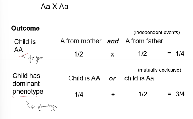 <p>How do you determine the probability of independent and mutually exclusive events? What are examples of each in pedigrees?</p>
