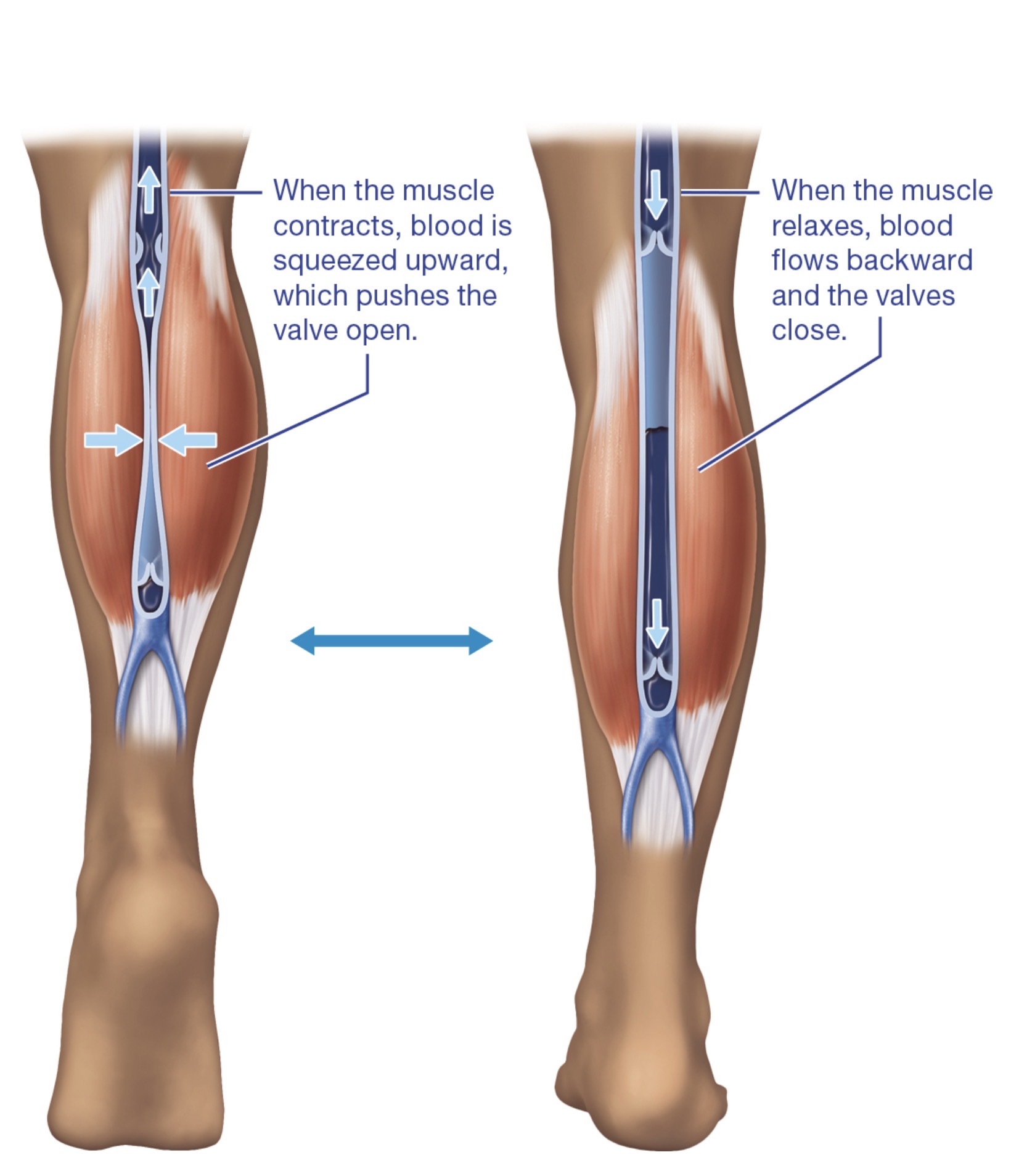 <p>venous valves, venoconstriction, skeletal muscle pumps, and the respiratory pump help return venous blood to the heart</p>