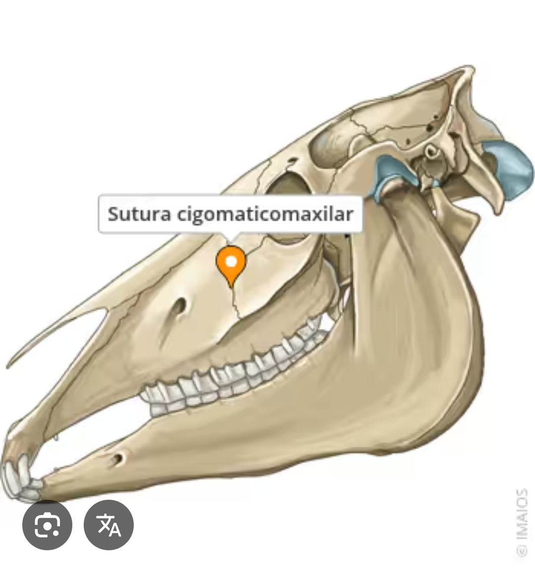 <p>sutura cigomaticomaxilar</p>