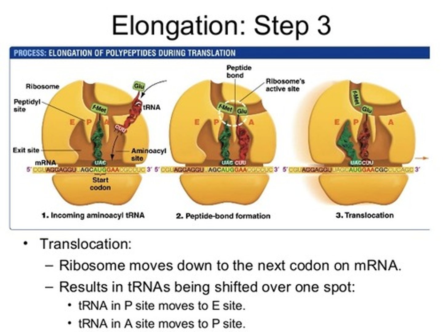 <p>E: exit site</p><p>P: holds tRNA with growing polypeptide chain</p><p>A: holds aminoacyl tRNA (acceptor site)</p>