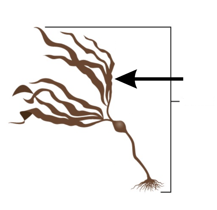 <p>What is this part of the seaweed?</p>