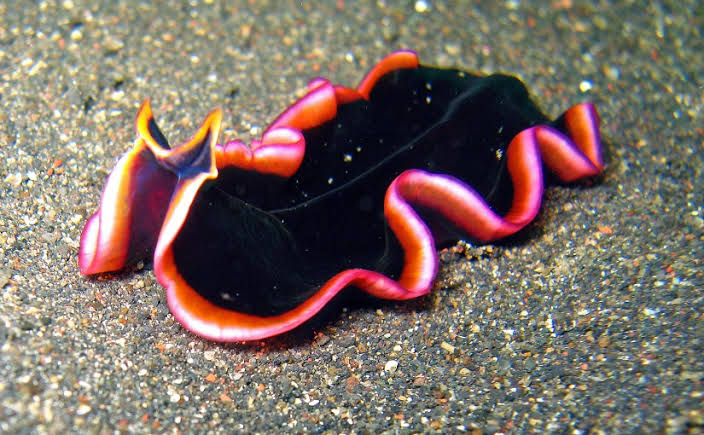 <p>Unsegmented</p><p>Triploblastic</p><p>Acoelomate</p><p>Bilateral symmetry</p><p>Incomplete gut</p><p>Cephalization</p><p>Free-living</p><p>Parasitic</p><ul><li><p>trematodes (flukes)</p></li><li><p>monogeneans (flukes)</p></li><li><p>cestodeans (tapeworms)</p></li></ul><p>Internal plumbing</p><p>Unilateral movement</p><p>Higher energy demands</p><p>Neoblasts</p>