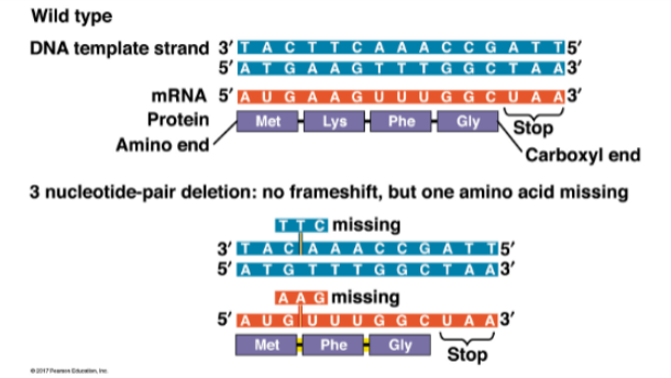 <p>AAG codon is lost (Lys), but downstream residues are intact — frame is maintained</p>