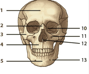 <p>5</p>