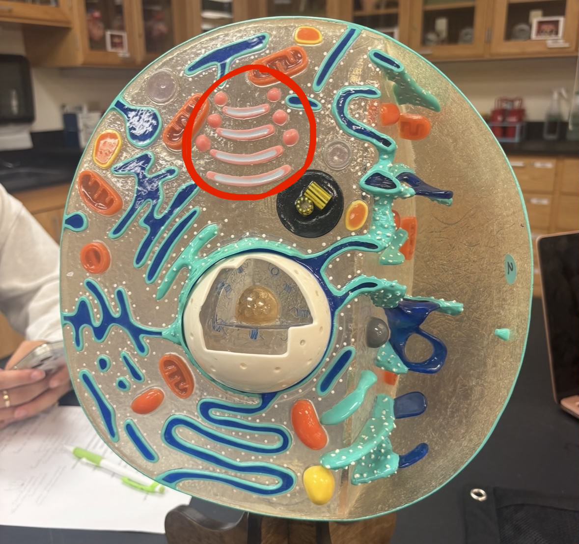 <p>Label the part of the cell</p>