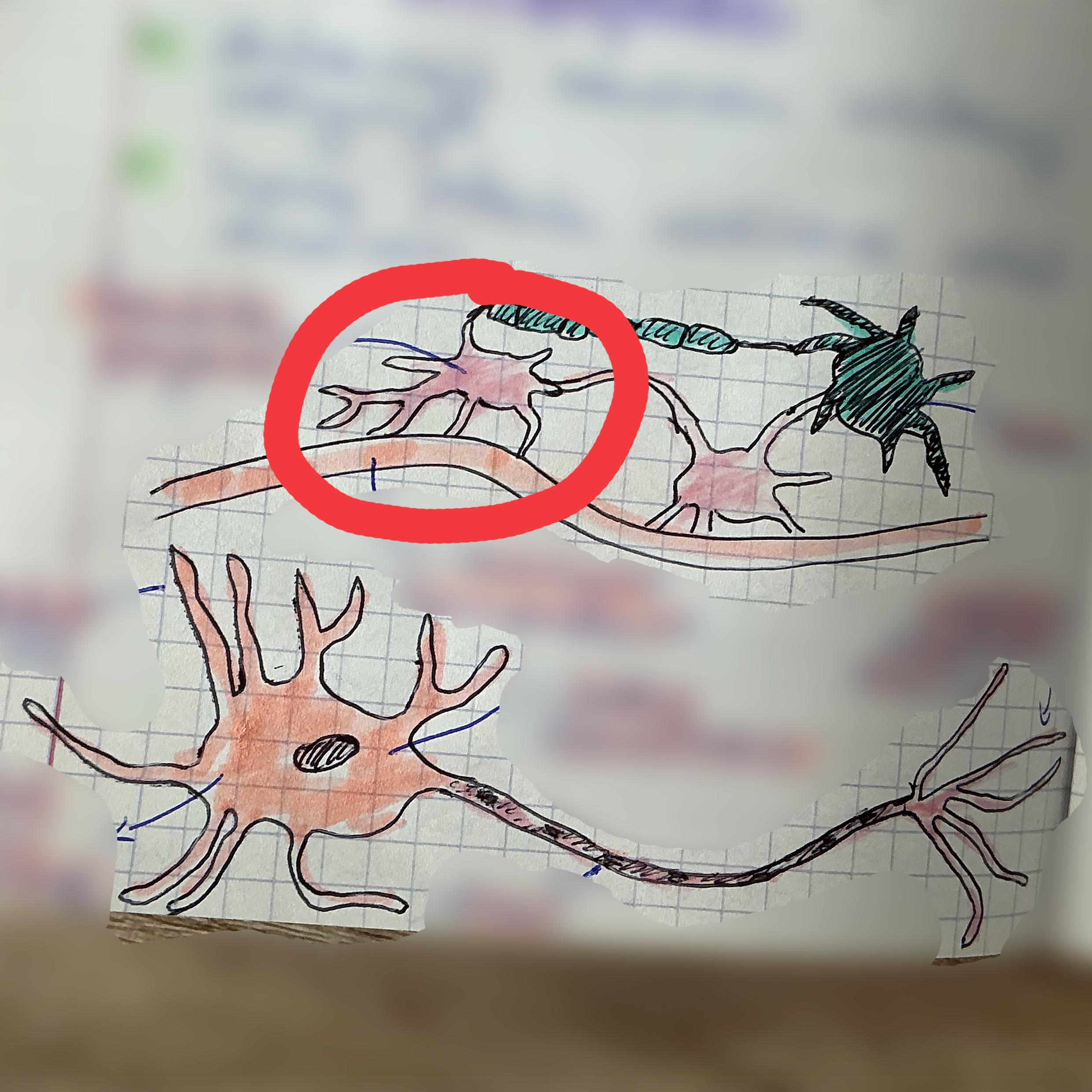 <p>jaka to tkanka?</p>