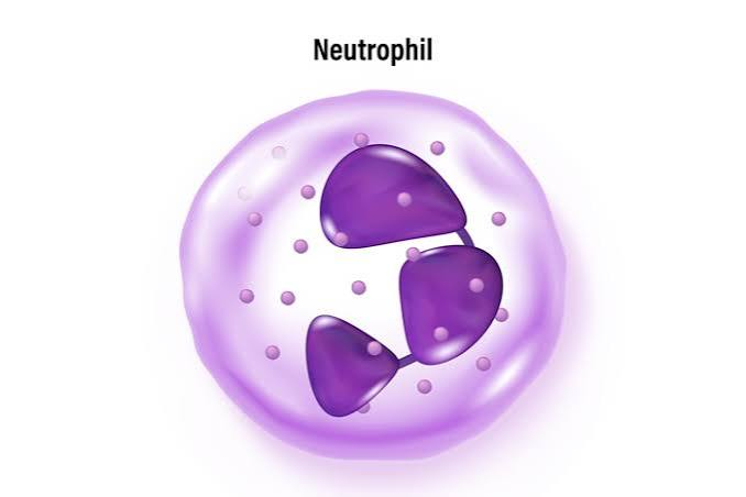 <p>Multi-lobed, pale granules</p><p>Elevated during bacterial infections</p><p>Phagocytize bacteria </p><p></p>