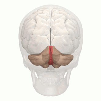 <p>worm looking area between parts of cerebellum</p>
