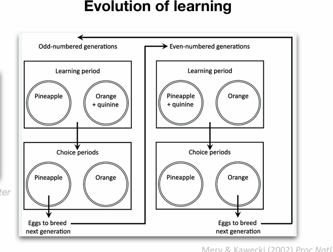 <p>Constitutive cost Drosophila</p><p>• Constitutive costs have been hard to prove</p><p>• Some evidence…</p><p>• Fruit flies bred for improved learning ability</p><p>• As larvae, are less competitive than non-learners</p><p></p><p>operating cost</p><p>• Formation of long-term memory </p><p>• requires protein synthesis </p><p>• trades off with somatic maintenance in harsh conditions </p><p>• Starved flies stop forming long-term memories </p><p>• Re-feeding them re-starts memory formation</p>
