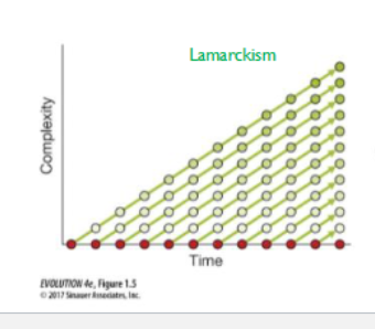 <ul><li><p>new traits are result of new environmental pressure</p></li><li><p>as organisms use a trait, they build that trait</p></li><li><p>offspring then inherit the changed trait and continue to build on it</p></li></ul><p></p>
