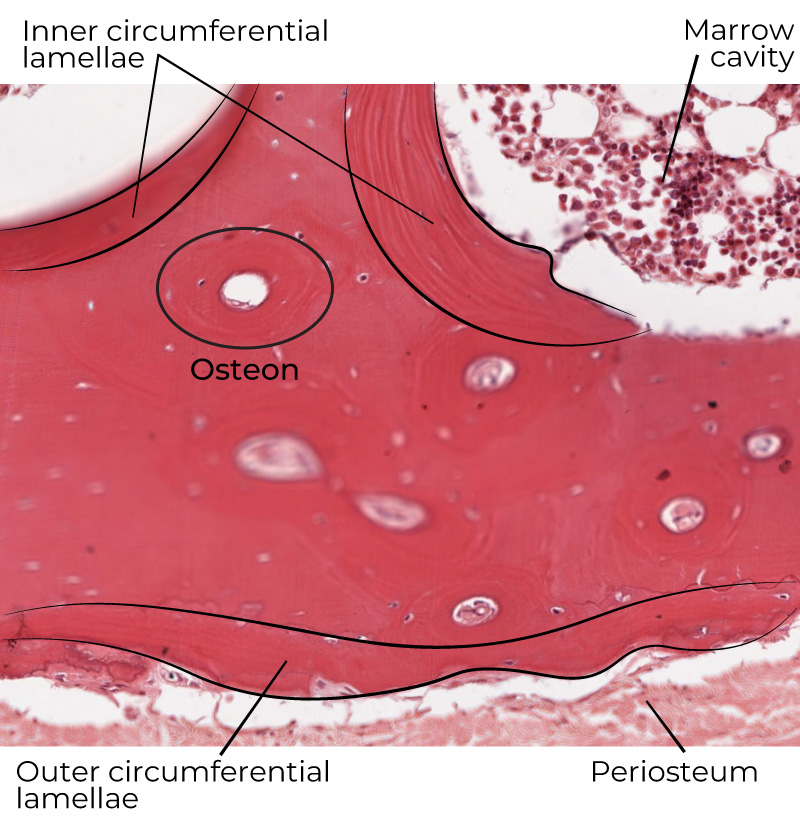 <p>Find the circular layers immediately adjacent to the marrow cavity on the inner surface of compact bone. They are not centered around a central canal and are covered by endosteum.</p>