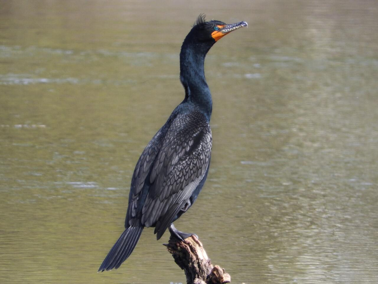 <p>Double-crested cormorant</p>