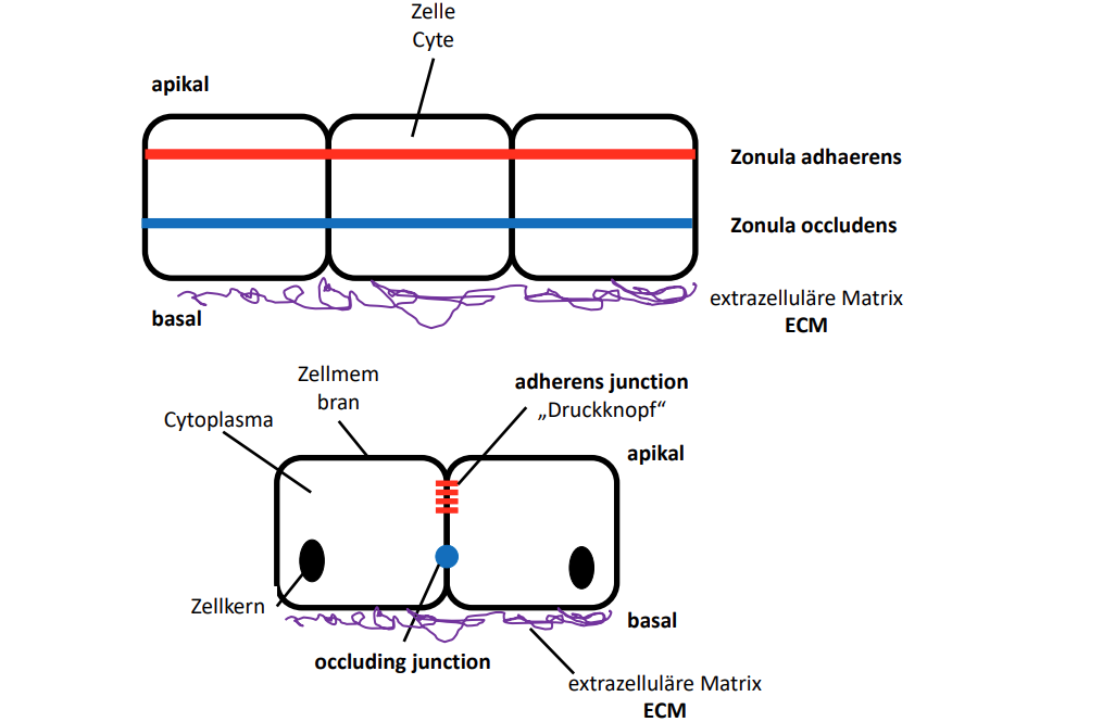 <p><span>Zonula adhaerens mit adherens junctions</span></p>