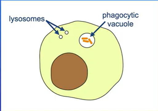 <p>Pathogens are engulfed by a white blood cell, in this case the pathogen is contained in a phagocytic vacuole</p><p>Lysosomes then fuse with the phagocytic vacuole, and lysosomal enzymes destroy the pathogen</p>