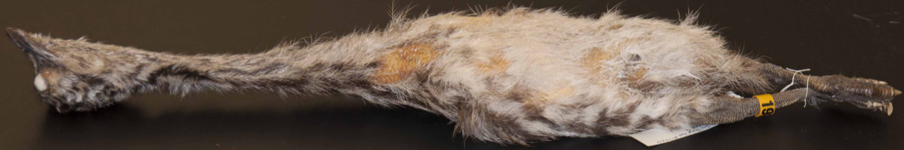 <p>(Emu)</p>