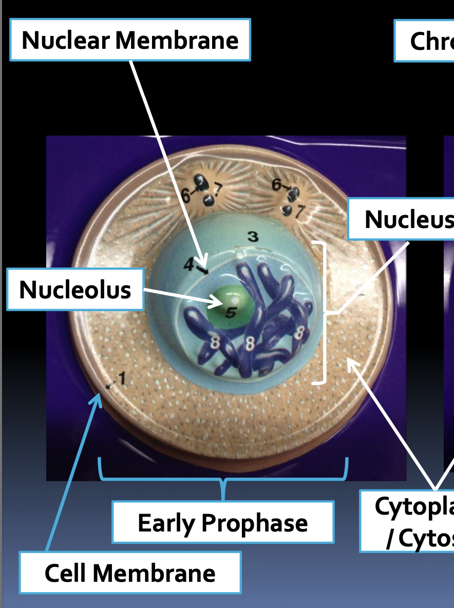<p>1.) early prophase</p>