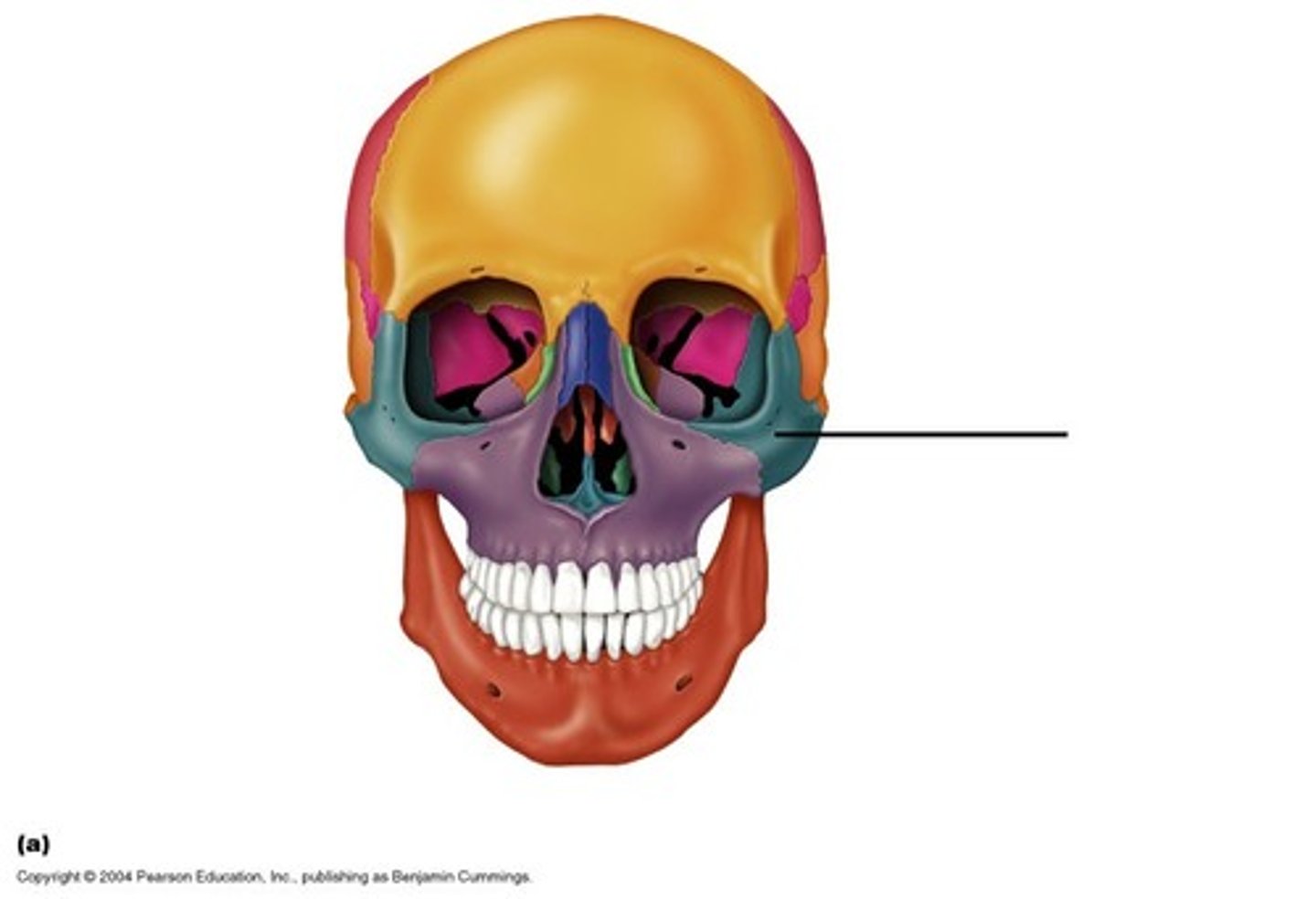 <p>ID bone</p>