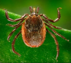 <p>what is it (scientific name)</p>