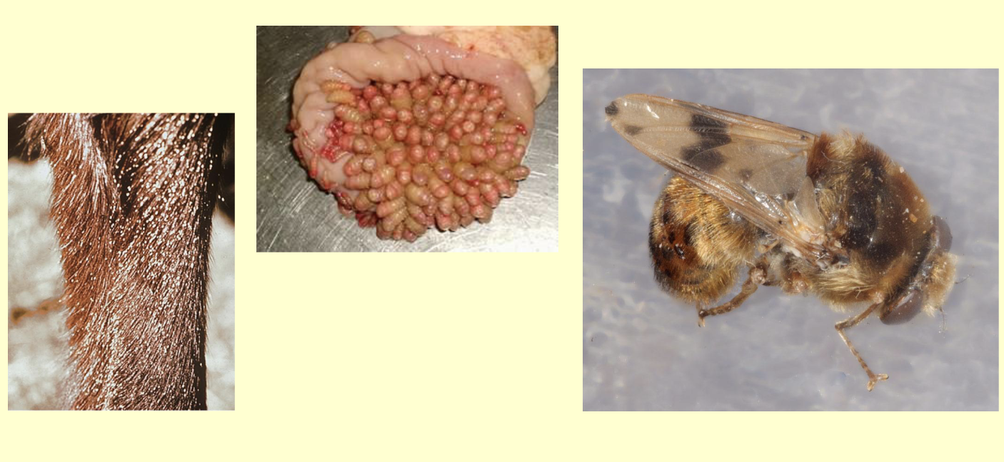 <p>What is the common name of this fly?</p>