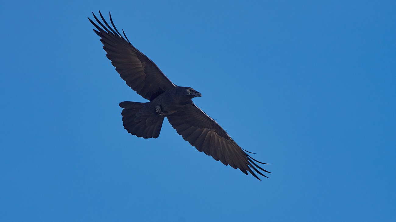 <p>Common Raven</p>