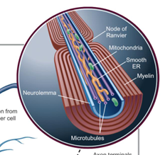 <p>microtubules </p>