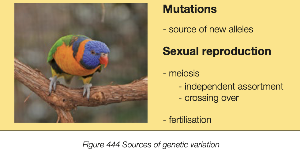<ul><li><p>introduces variety into offspring so they dont look the same as parents</p></li><li><p>variation expresses itself as diff genotypes (pairs of alleles of genes) and thus different phenotypes (appearance)</p></li><li><p>mutations are only source of new alleles in genes, sexual reproduction reshuffles alleles of genes in parents to give new combos</p></li><li><p>popultions of sexually reproducing species show variation between individual members of population</p></li><li><p>asexual - reproduction happens quickly if there is a favourable mutation</p></li></ul><p></p>