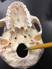 <p>Spinal cord passes through an opening in the occipital bone</p>