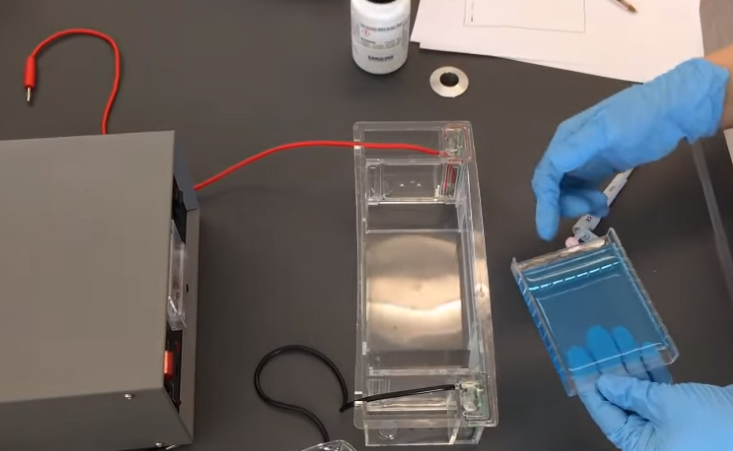 <p><br><span>The electric charge of DNA is:</span></p>