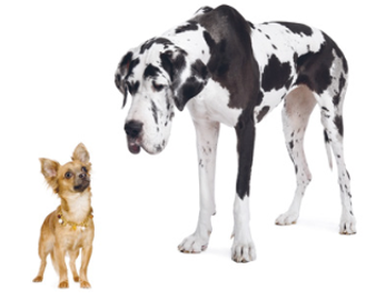 <p>Starting from a single wild canine species, humans have developed hundreds of breeds of domestic dogs</p><p>The two dogs shown are: </p><p>J. Members of the same species</p><p>K. Members of the same breed</p><p>L. Not members of the same species</p><p>M. Not members of the same species or the same breed</p>