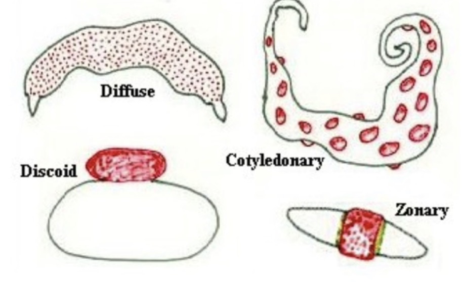 <p>Which species get a cotyledonary placental shape/contact point</p>