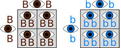 <p>term used to refer to an organism that has two identical alleles for the same trait (ex. BB or bb)</p>