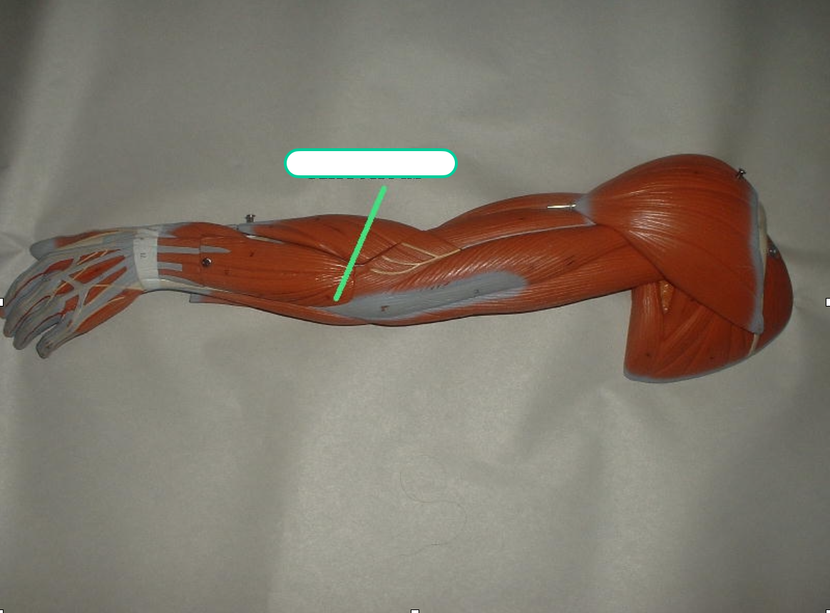 <p>elbow area</p>