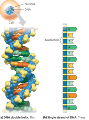 <p>A section of the DNA of the chromosome. </p><p>NOTE:</p><p> - Transmitted from parents to offspring</p><p> - Units of inheritance</p><p> - They encode the information necessary to build all of the molecules synthesized within a cell </p><p> - Establish a cell's identity and function </p><p> - Specific sequences of Adenine (A), thymine (T), guanine (G), and cytosine (C) encode the information. </p><p> - Provides a blueprint for making protein</p><p> -</p>