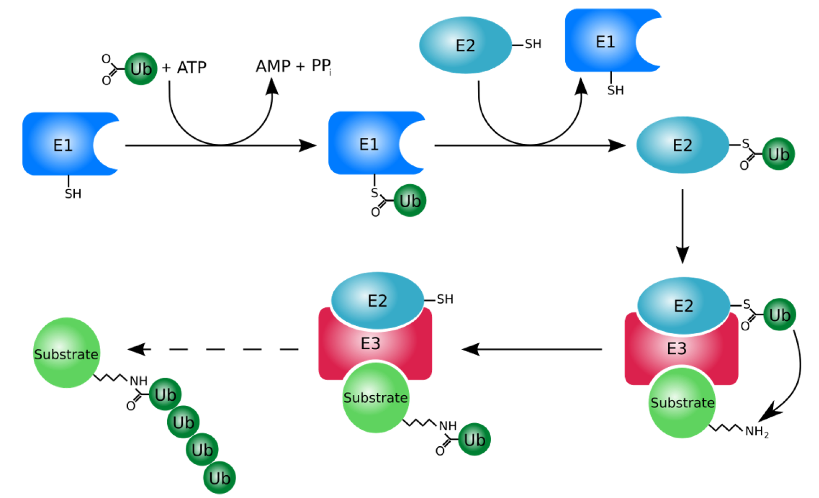 <p><span>Attaches ubiquitin to a protein; an appropriate polyubiquitin chain marks it for proteasomal degradation.</span></p>