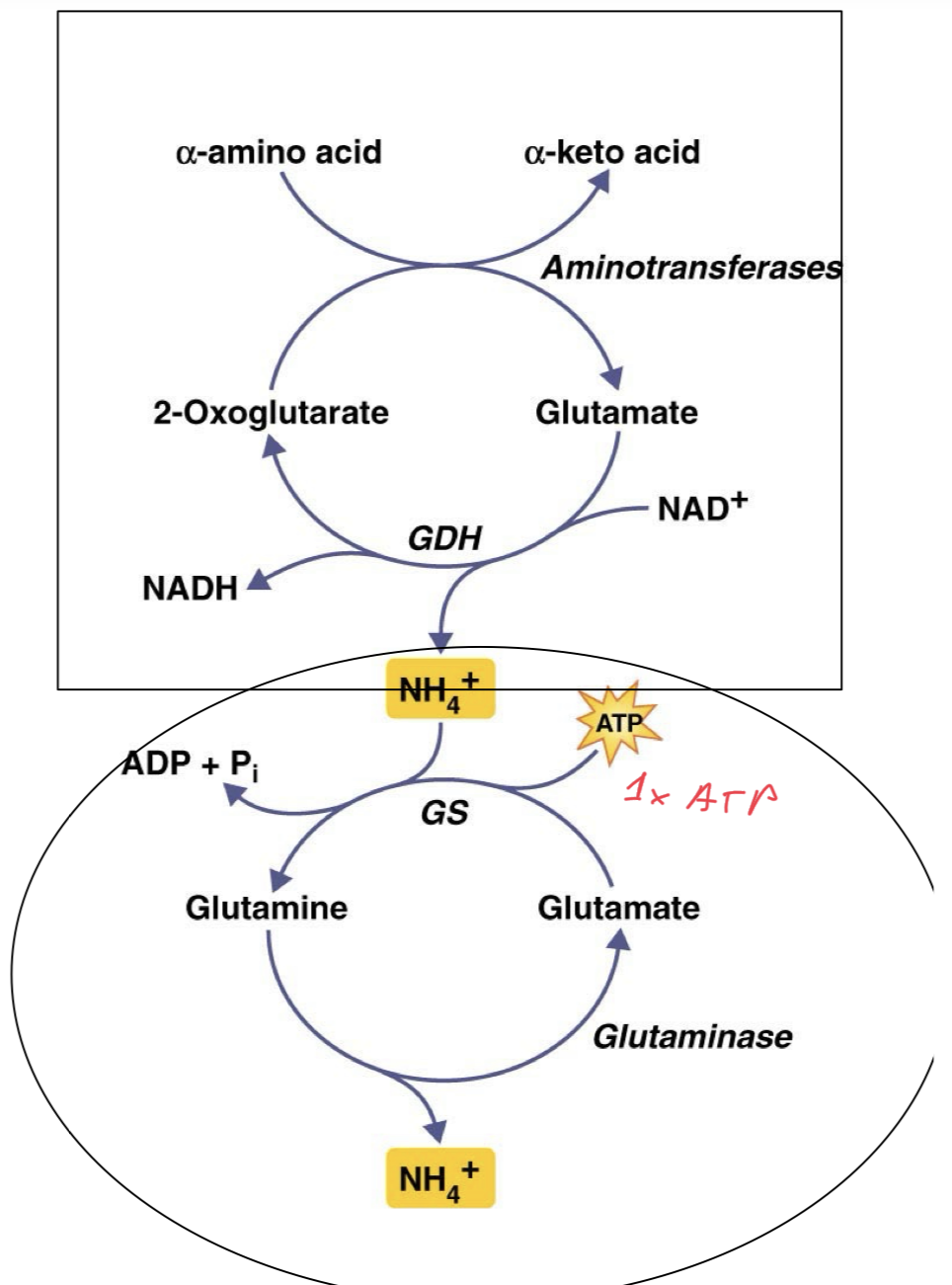 <p>Advantages: Ammonia released by the deamination of amino acids, requires very little energy to produce ammonia, 1 ATP</p><p>Disadvantages: Highly toxic, requires large volumes of water to store and excrete safely/properly, hence why mainly aquatic animals do this. Has to be very dilute urine. </p>